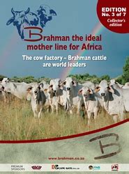Brahman, any of several varieties of cattle originating in india and crossbred in the united states with improved beef breeds, producing the hardy beef animal known as the american brahman. Brahman Supplement - The Brahman Cattle Breeders' Society ...