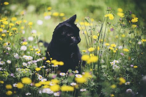 Cat In Spring Wallpapers Wallpaper Cave