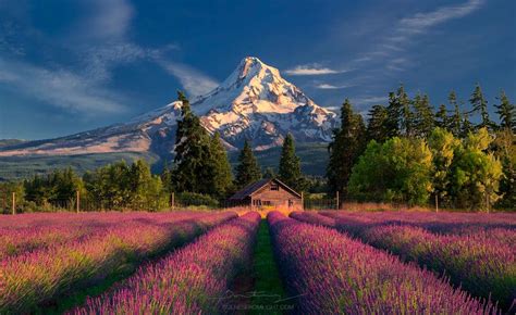 🇺🇸 Lavender Farm Beneath Snowy Mt Hood Oregon By Greg Boratyn 🌸 In
