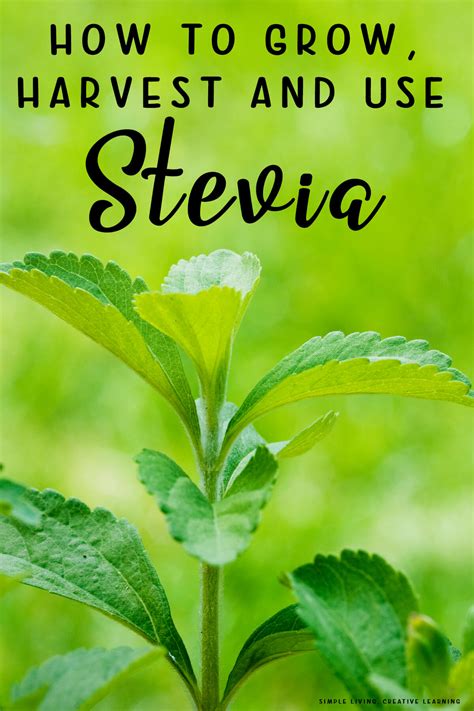 How To Grow Harvest And Use Stevia Simple Living Creative Learning