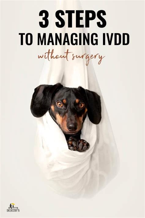 Intervertebral disc disease (ivdd) can be very painful for our pets. IVDD: Can a dog recover without surgery (With images ...