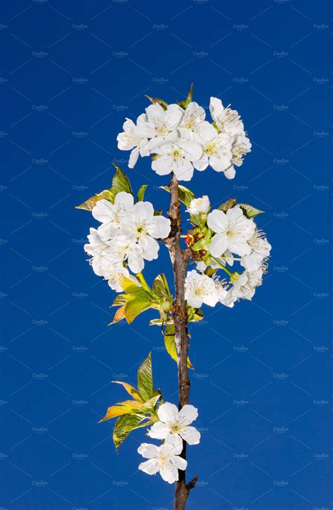 Cherry Blossomvertical High Quality Nature Stock