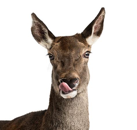 Deer Head Shot Pictures Stock Photos Pictures And Royalty Free Images