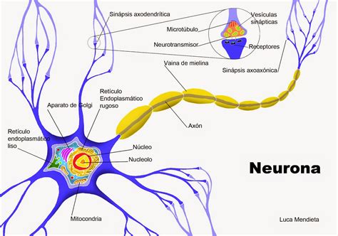 Neuropsicología La Neurona
