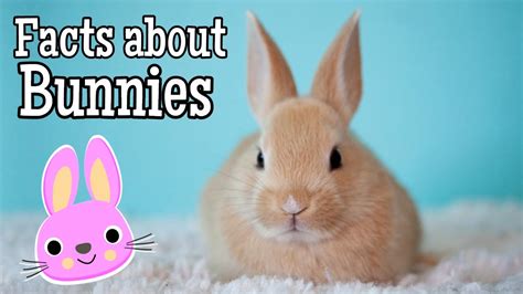 Bunny Facts For Kids