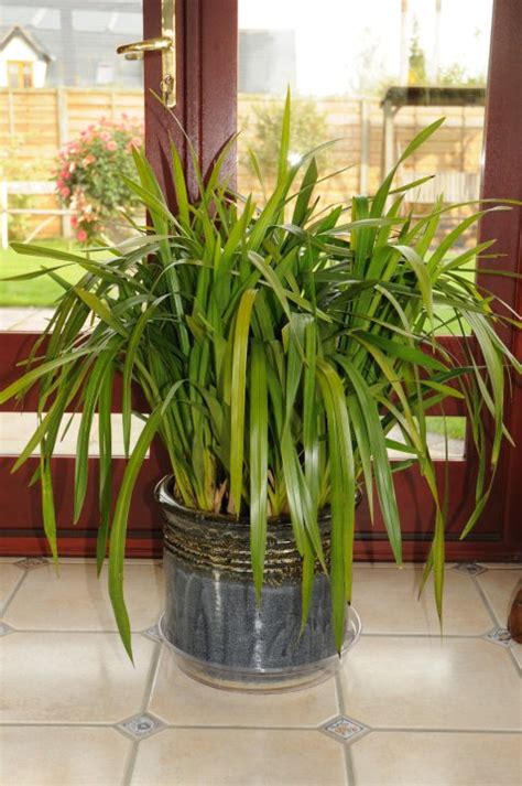 Cymbidium Care How To Care For Your Cymbidium Orchids
