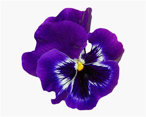 Violet Flower No Background Free Transparent Clipart