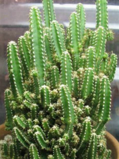 Common Cactus Types