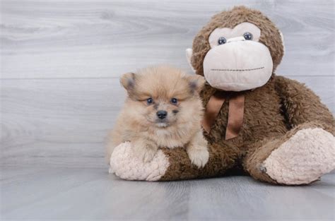 Get notified receive an email alert when additional puppies are added. Pomeranian Puppies For Sale | Los Angeles, CA #339024