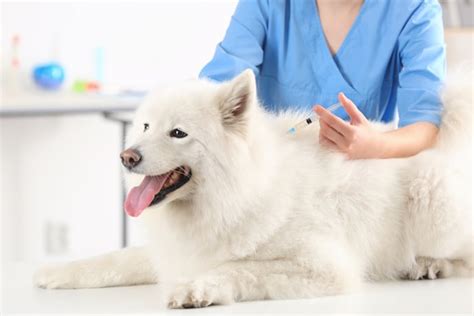 Puppies need a booster 1 year after completing their initial series, then all dogs need a booster every 3 years or more often. Pet Vaccinations: How Often and What Vaccinations Cats ...