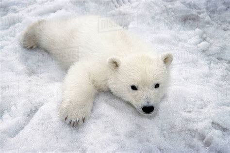 Polar Bear Cub Playing In Snow Alaska Zoo Stock Photo Dissolve