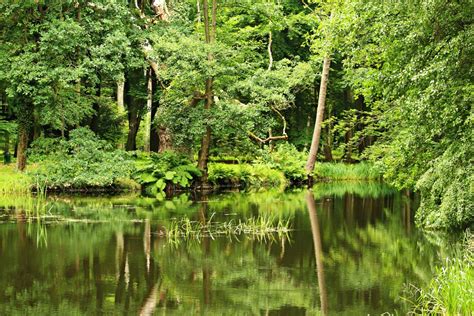 Gambar Pohon Air Alam Rawa Gurun Padang Rumput Daun Bunga