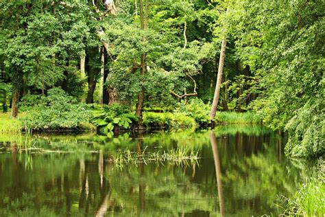 Free Images Tree Water Swamp Wilderness Meadow Leaf Flower