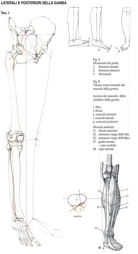 Human Anatomy For Artists Human Anatomy Drawing Human Body Anatomy