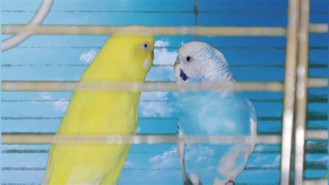 11 Minutes Budgies Parakeets And Finches Singing Chirping Green Screen