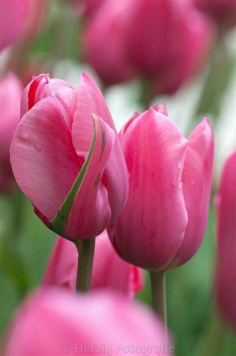 Pin By Katherine Baron On Tulip Time Beautiful Flowers Pretty