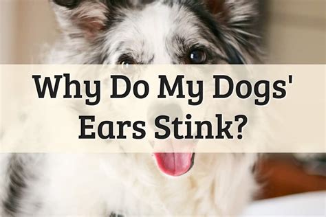 Why Do My Dogs Ears Smell Sour