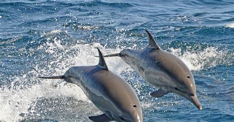 Sea Animals That Look Like Dolphins