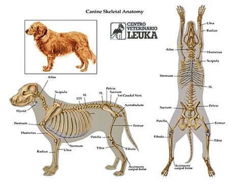 Centro Veterinario Leuka La Anatomía Del Perro