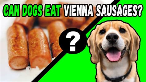 Can Dogs Eat Vienna Sausage Youtube