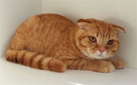 Russell is a 4 year old male and looks like a traditional siamese seal point with long fur. Red Shaded Scottish Fold boy | West Byfleet, Surrey ...