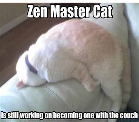 Zen Master Cat Is Still Working On Becoming One With The Couch