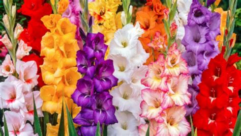 Essendo la maggior parte dei tulipani fiori a stelo lungo, vi. Cernusco e Osnago: bulbi in fiore per la festa della donna ...