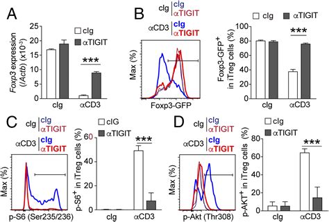 Dnam Regulates Foxp Expression In Regulatory T Cells By Interfering