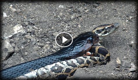 Animal Clip168 King Cobra Vs Python