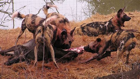 African Wild Dog Hunting And Natural History Hd Youtube