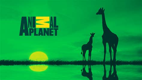 Animal Planet — Tom Dzolan