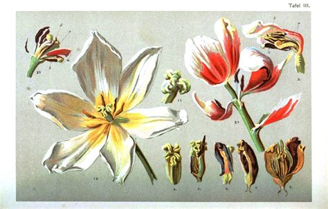 Botanical Prints Botanical Drawings Botanical Illustration