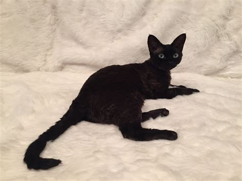 Inspirasi Terpopuler Devonshire Rex Cat Fur Black