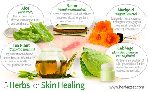 5 Herbs For Skin Healing Skin Healing Healing Herbs Healing