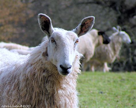 Sheeps Michael Flickr