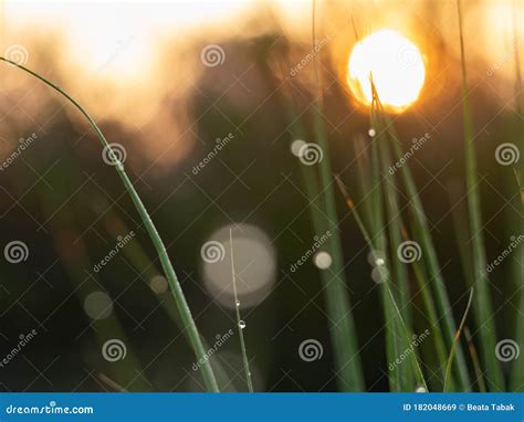 Morning Dew On The Grass Halo Effect Sunrise Stock Image Image Of