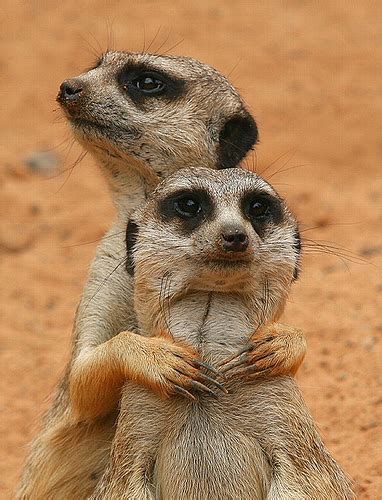Meerkats Southern Africa Travel