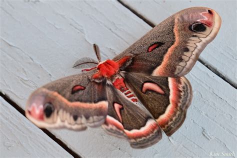 Cecropia Moth Male Giant Silk Moth Male Copyright Kim Smith Kim Smith