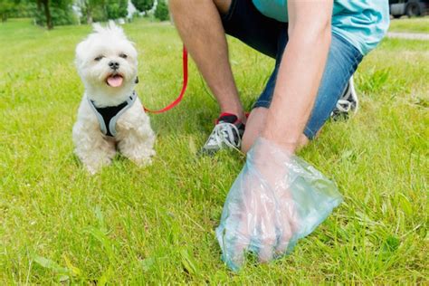 Why You Should Always Look At Your Dogs Poop