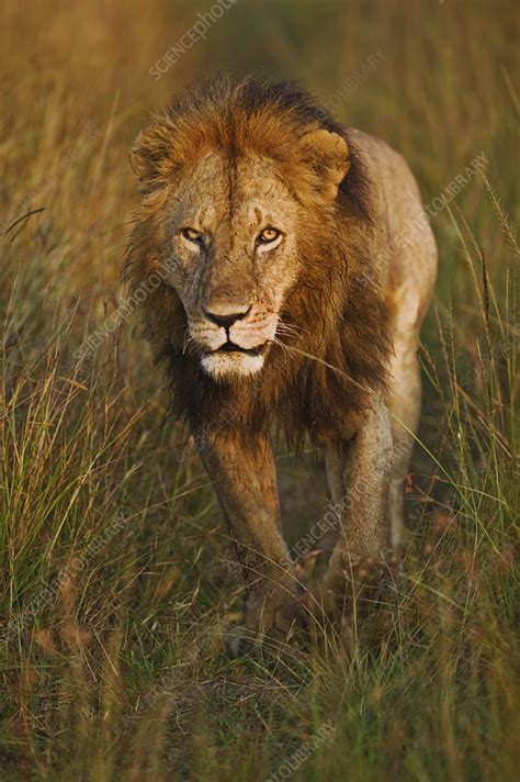 Adult Male Lion Stock Image C0021575 Science Photo Library
