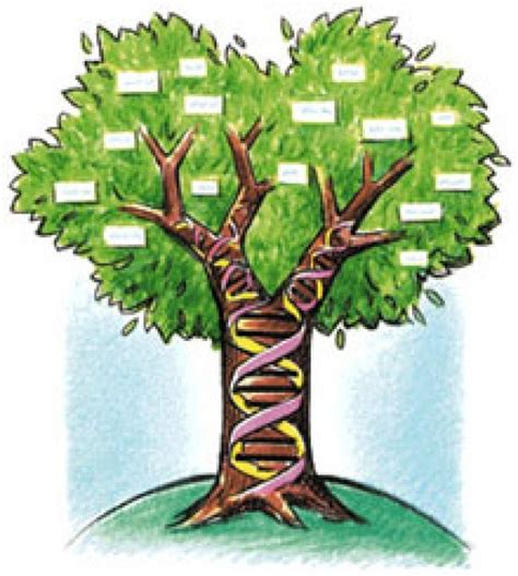 Nu credeam ca o sa simt atata emotie. Cum sa-ti faci arborele genealogic de la Mihai Viteazul ...