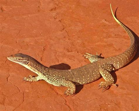 Top 5 Largest Lizards In Australia Biggest Lizards 2022