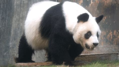 The Worlds Oldest Captive Male Panda Has Died Aged 35 Iflscience