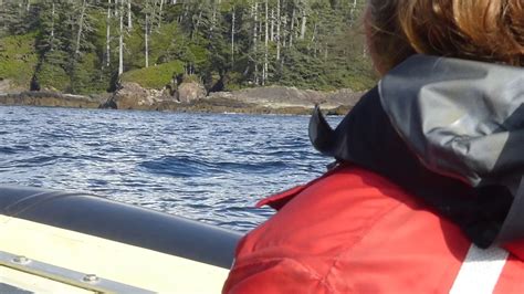 whalewatching tofino ca 10 19 grey whale youtube