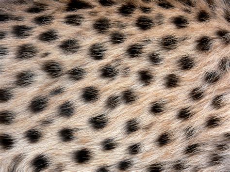 Unleash Your Cats Inner Cheetah With These Top 10 Spotted Products