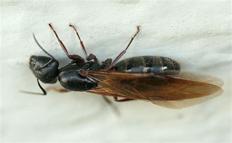 Winged Queen Carpenter Ant Camponotus Bugguidenet