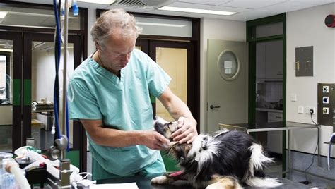 Serotonin syndrome is not diagnosed until all other possible causes have been ruled out. Serotonin Syndrome In Dogs: Symptoms, Causes, & Treatments ...