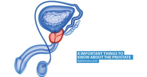 8 Important Things To Know About The Prostate Bph News