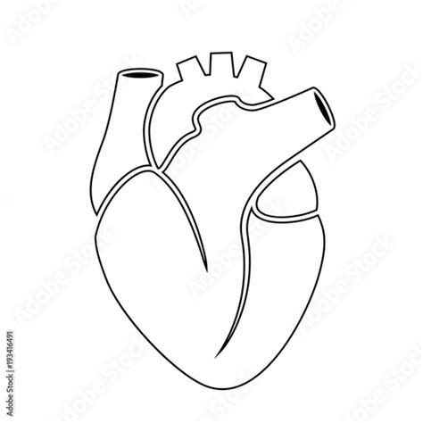Outline Icon Of Human Heart Anatomy Stock Image And Royalty Free