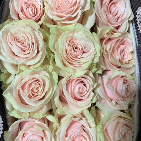 Pink Mondial Roses Wholesale Flowers And Diy Wedding Flowers
